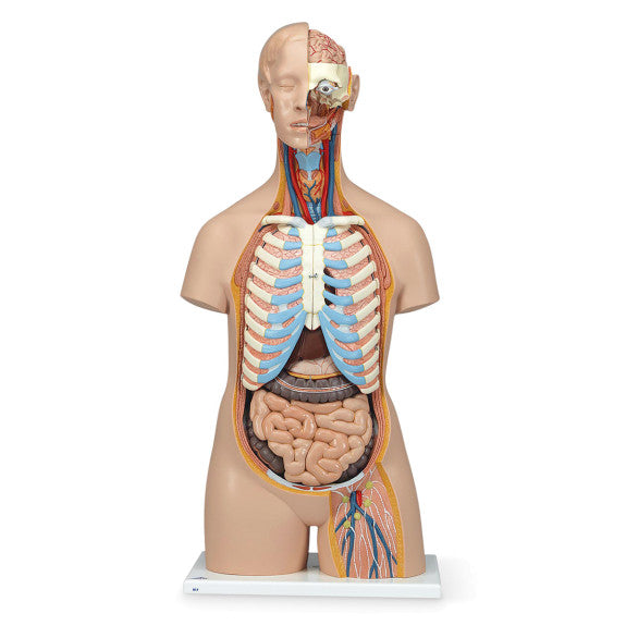 Nasco Classic 3B Scientific Unisex Torso with Open Neck and Back - SB41421