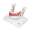 Nasco Nasco Teeth - SB35432