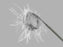 Cook Medical COIL & DELIVERY SYS, EMBOLIZATION MREYE FLIPPER - G48351