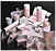 Precision Charts - Diagnostic Recording Paper Thermal Paper 110 mm X 30 Foot Roll Without Grid - TP110B30
