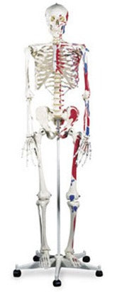 Nasco Advanced Skeleton with Muscle Mannequin - SB14901