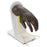 Nasco Life/Form Advanced IV Hand 6.5 lbs. - LF01146
