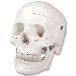 Nasco Human Skulls Model - LA00164