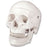 Nasco Healthcare - Human Skulls Model - LA00164