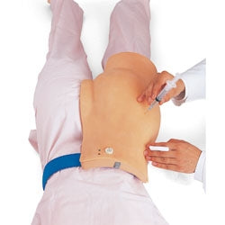 Nasco Healthcare - X-Ray Dental Mannequin - SB34774