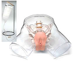 Nasco Healthcare - Transparent Female Catheter Model Female - SB32745
