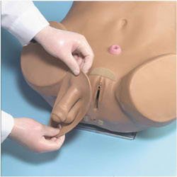 Nasco Healthcare - Advanced Patient Care Male and Female Catheterization Simulator - SB28919 L