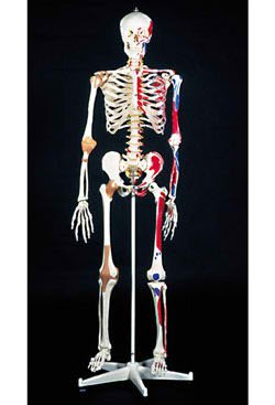 Nasco Healthcare - Super Skeleton Model Male - SB14921