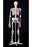 Nasco Healthcare - Super Skeleton Model Male - SB14921