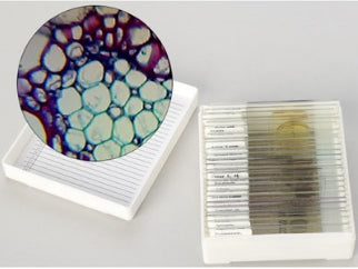 Nasco Biology I Prepared Microscope Slide Set 1 X 3 Inch Prepared Slide - SL10278