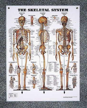 Nasco Chart Set Peter Bachin Anatomical Systems 20 X 26 Inch Heavy Paper Grommets Laminated - SB25037