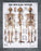 Nasco Chart Set Peter Bachin Anatomical Systems 20 X 26 Inch Heavy Paper Grommets Laminated - SB25037