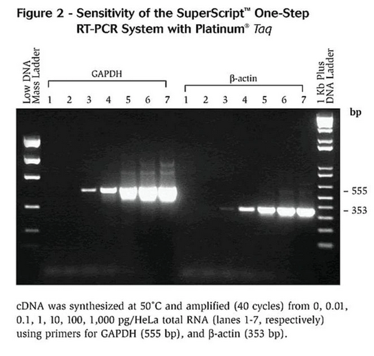SuperScript Platinum - Test Kit Real Time RT-PCR RNA Molecule Analysis RNA Sample 100 Reactions - 10-928-042