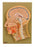 Eisco - Median Secition of The Head - 470212-446