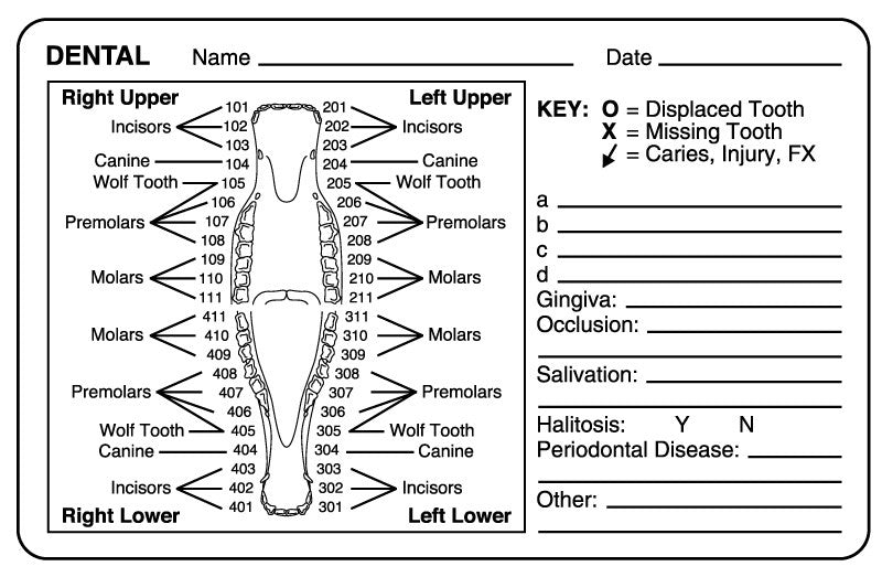 Medical Labels - Equine Dental Exam Label, 4 X 2-5/8